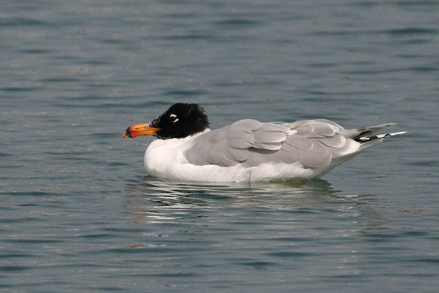 /kuwait-bird-gallery-1/great-black-headed-gull swimming on water