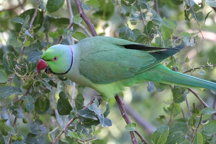 Rose-ringed Parakeet feeding on berries