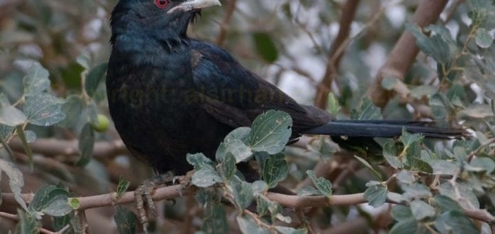 Asian Koel perched on a tree
