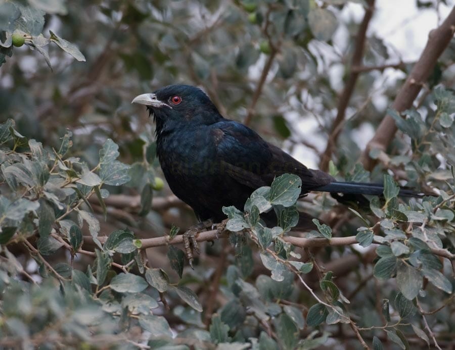 Asian Koel perched on a tree