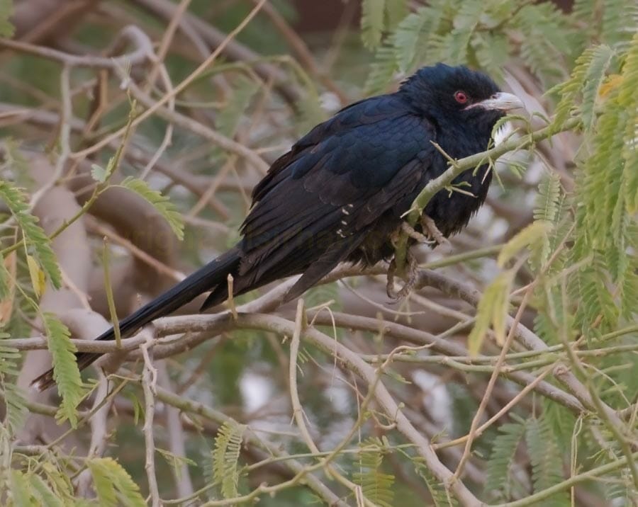 Asian Koel