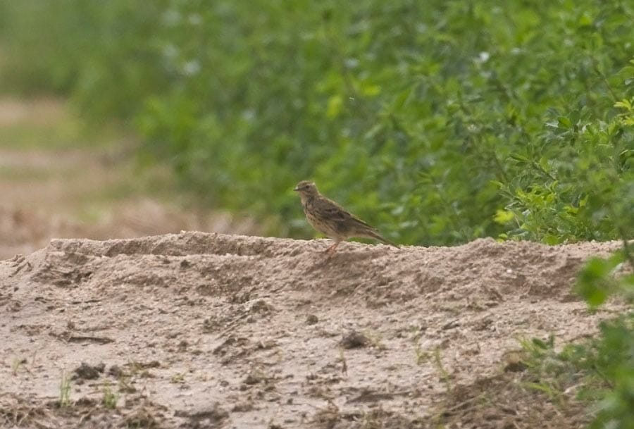 Buff-bellied Pipit