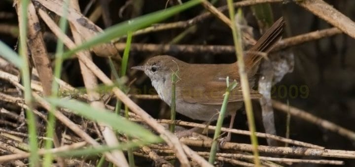 Cetti’s Warbler perched on reed stem