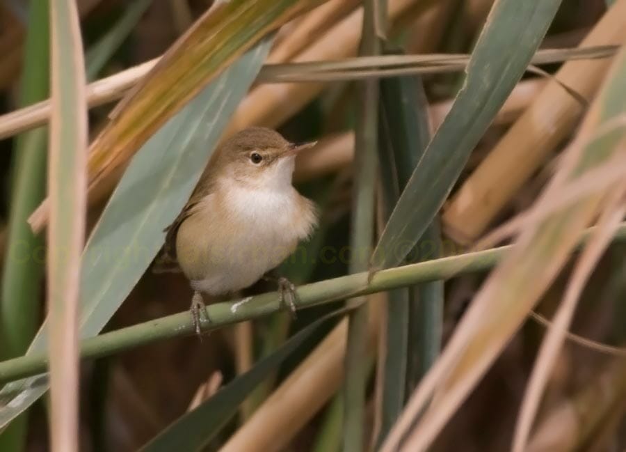 European Reed Warbler