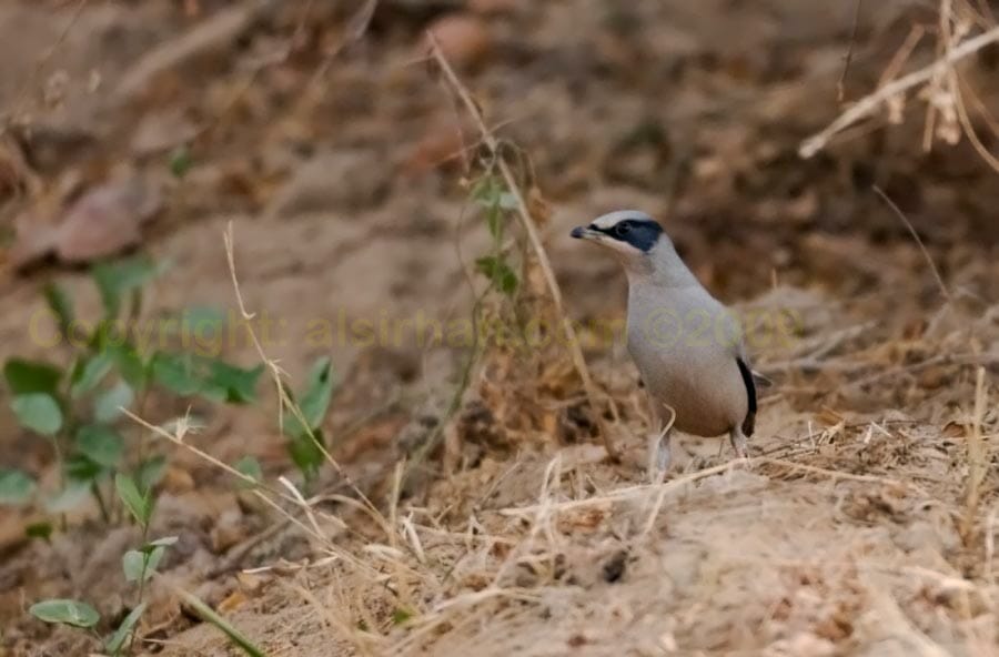 Grey Hypocolius