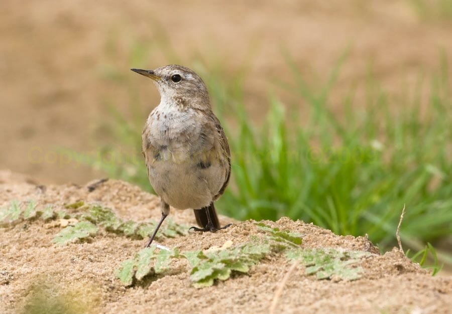 Water Pipit