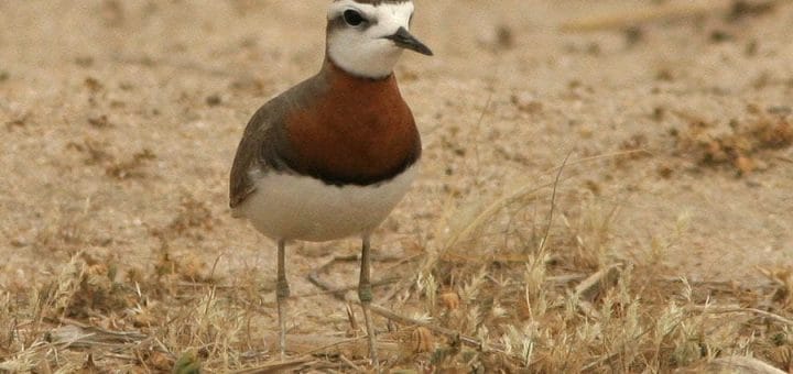 Caspian Plover standing on the ground
