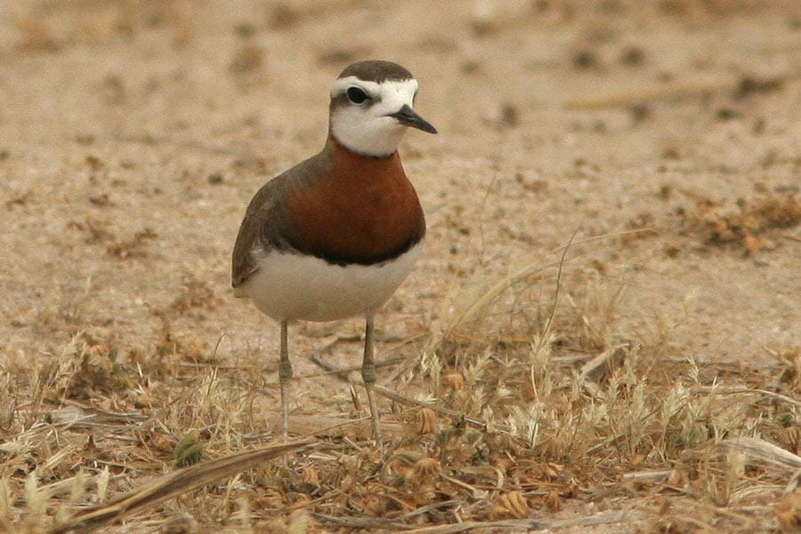 Caspian Plover standing on the ground