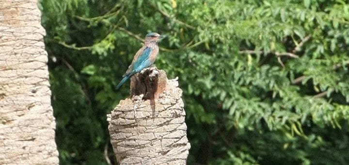 Indian Roller perched on a tree trunk