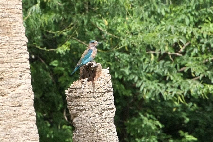 Indian Roller perched on a tree trunk