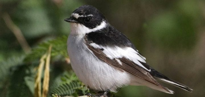 Semi-collared Flycatcher perched on a branch