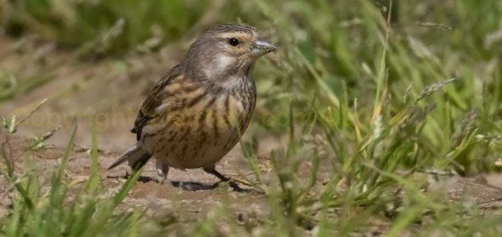 Common Linnet standing on the ground