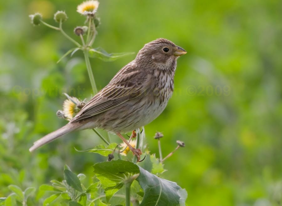 Corn Bunting perched on a plant