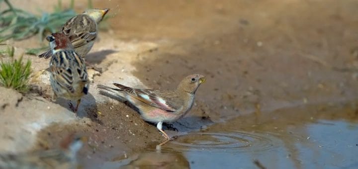 Mongolian Finch drinking water