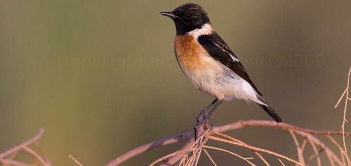 Byzantine Stonechat perched on a branch