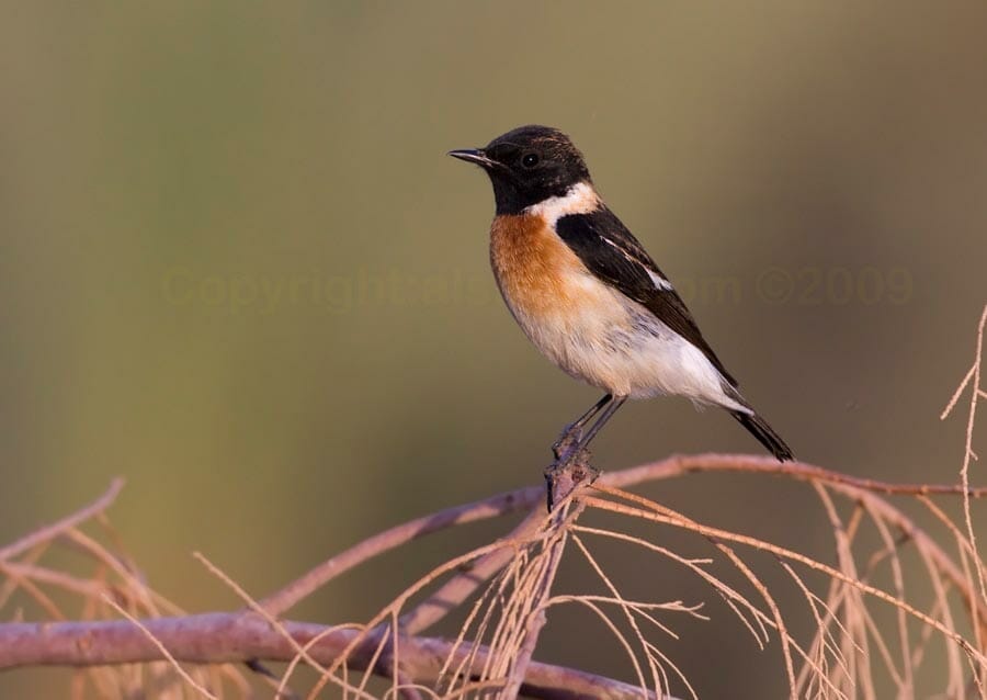 Siberian Stonechat