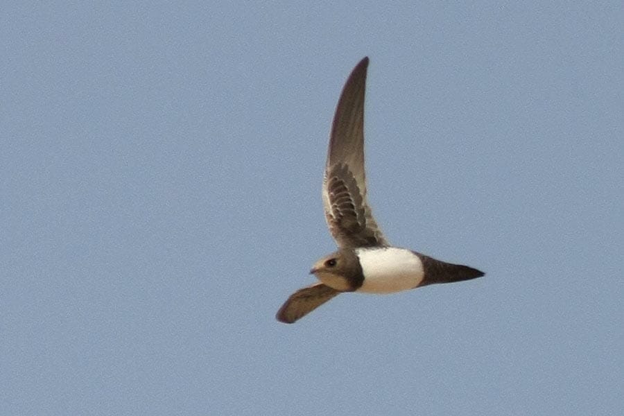 Alpine Swift in flight