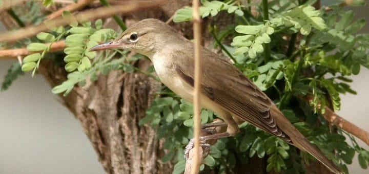 Basra Reed Warble perched on a branch