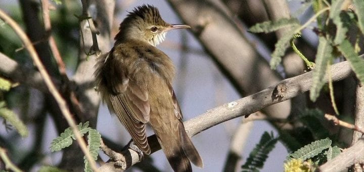 Basra Reed Warbler perched on a branch