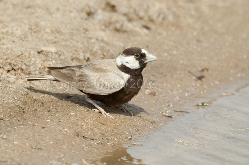 Black-crowned Sparrow-Lark  on ground