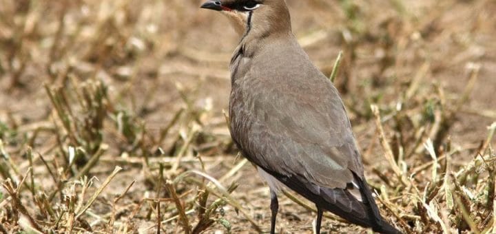 Black-winged Pratincole standing on the ground