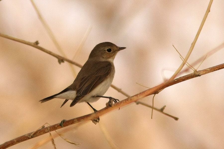 Red-breasted Flycatcher perched on a branch