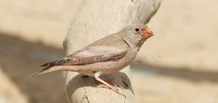 Trumpeter Finch perched on a tree trunk