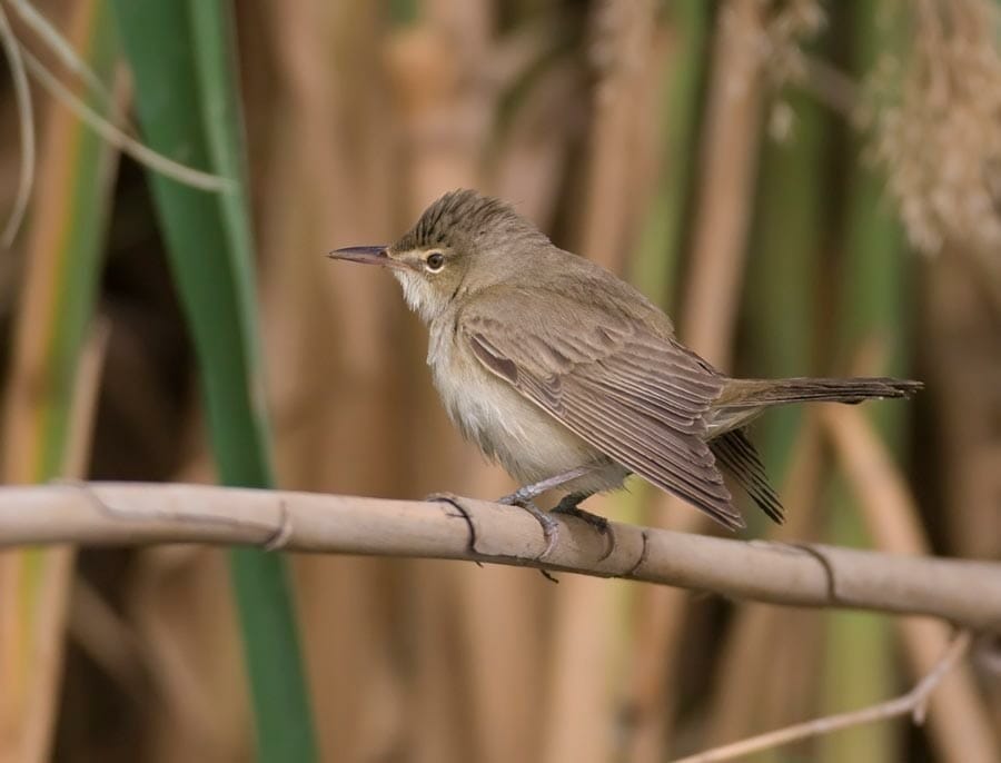 Basra Reed Warbler