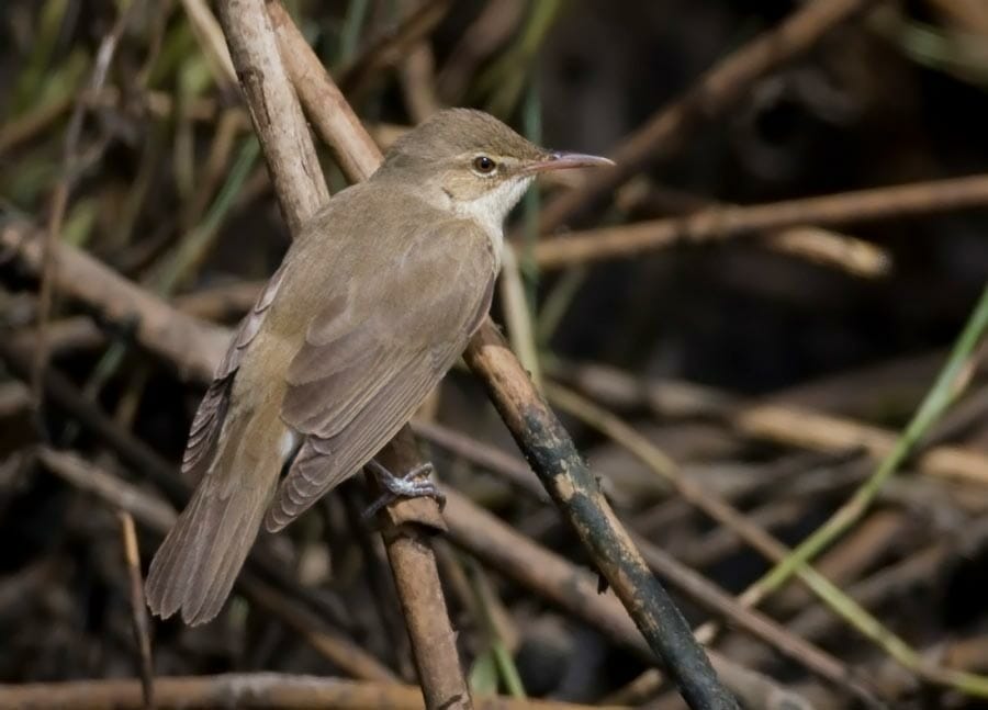 Basra Reed Warbler