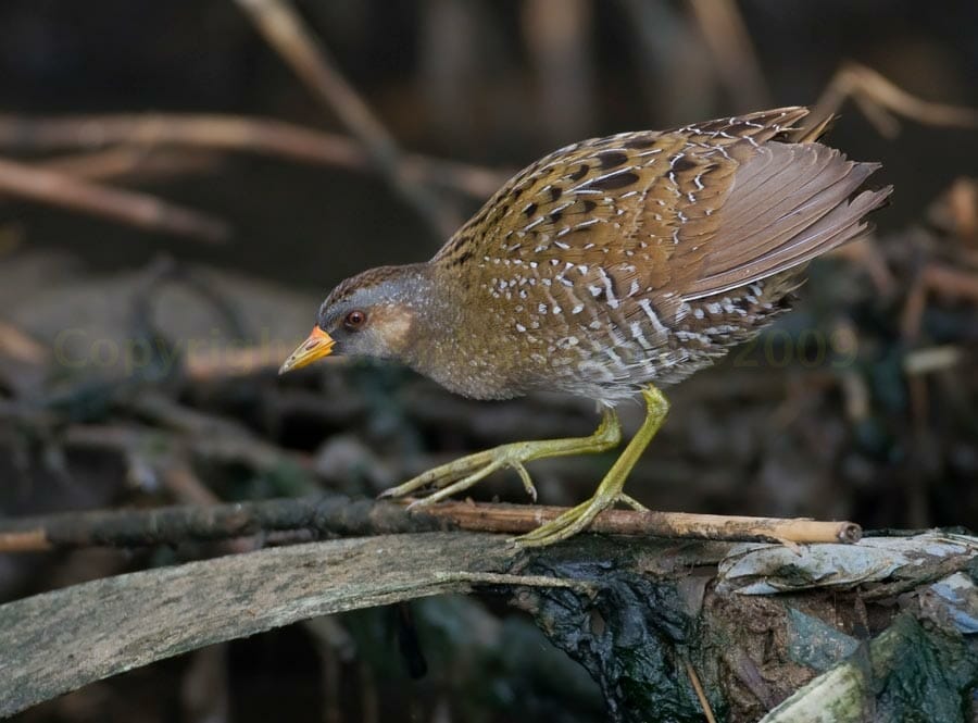 Spotted Crake walking on reeds