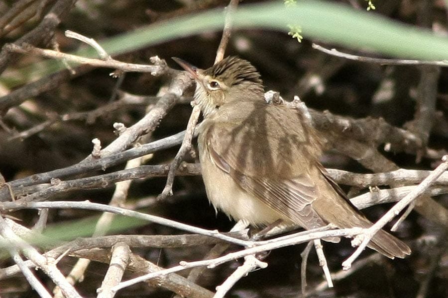 Basra Reed Warbler perched on reed stem