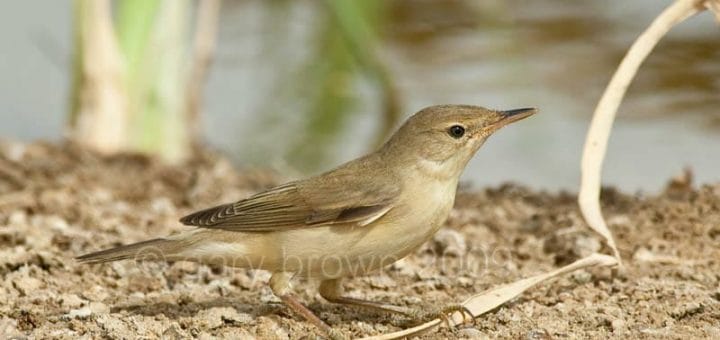 Caspian Reed Warbler standing on the ground