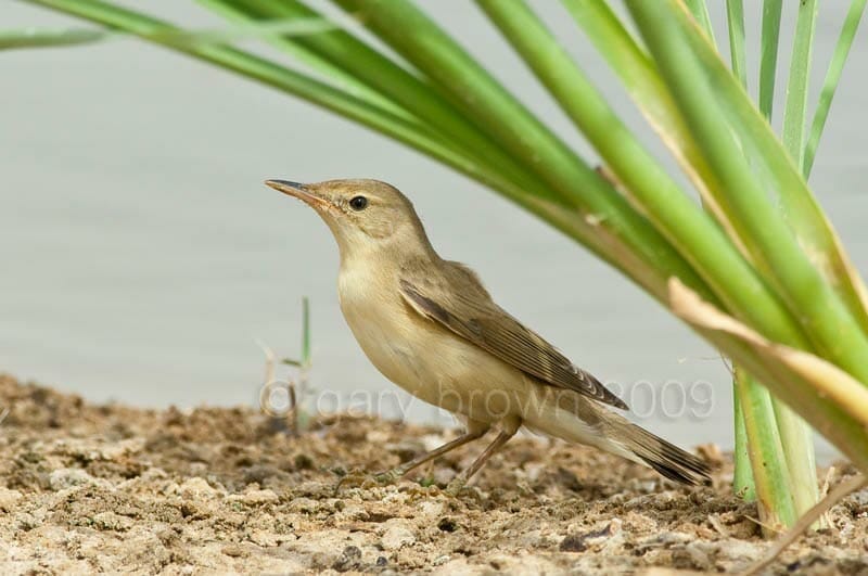 Caspian Reed Warbler Acrocephalus (scirpaceus) fuscus