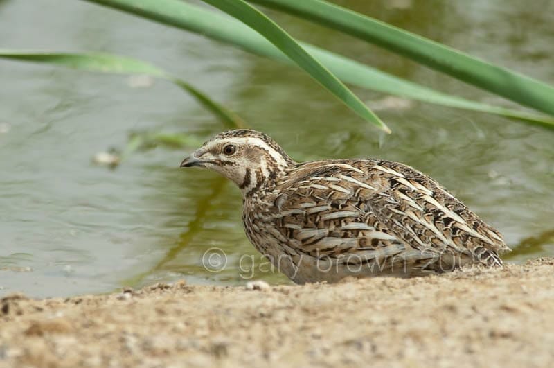 Common Quail Coturnix coturnix