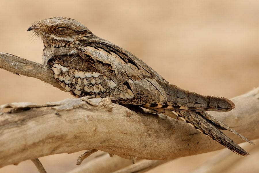 European Nightjar perched on a branch