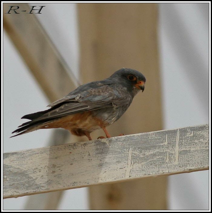 Red-footed Falcon Falco vespertinus