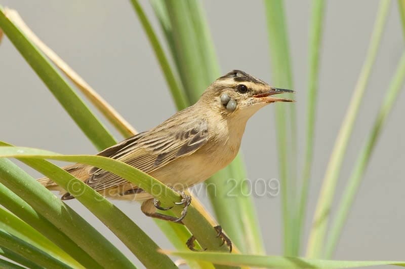 Sedge Warbler Acrocephalus schoenobaenus