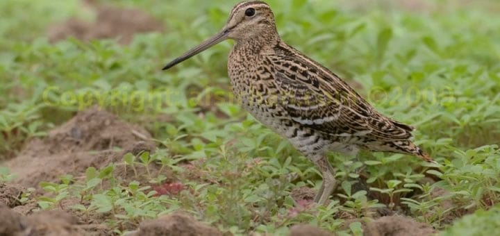 Great Snipe standing on the ground