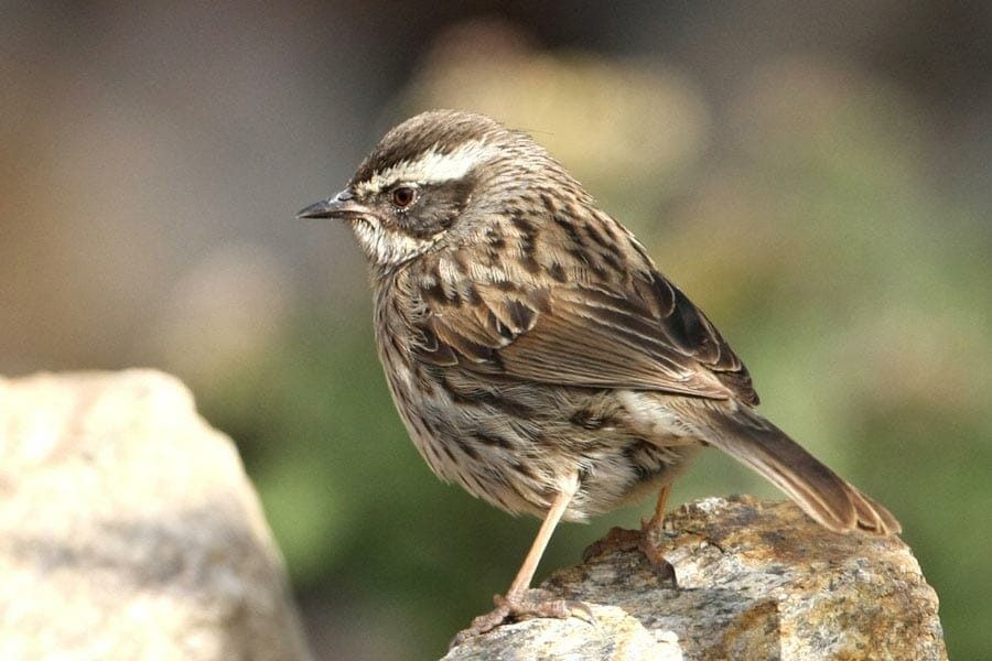 Arabian Accentor perched on a rock