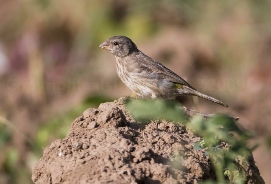 Arabian Serin perched on the ground