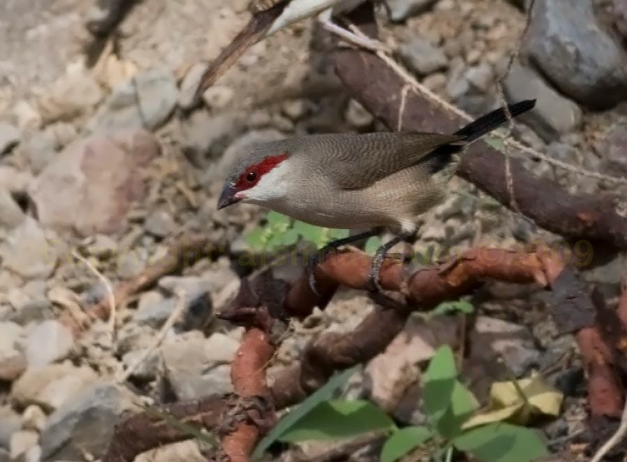 Arabian Waxbill perched on a branch