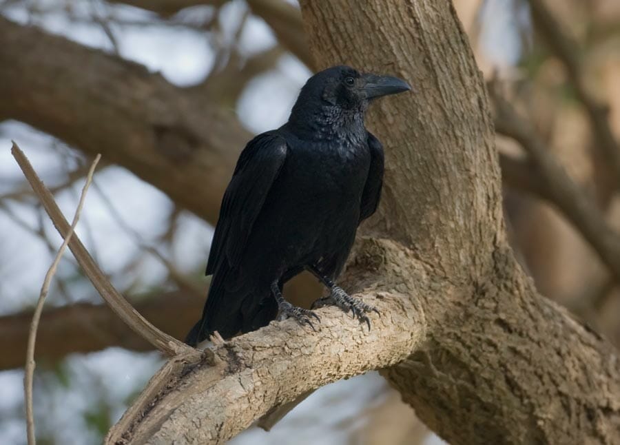 Fan-tailed Raven perched on a branch