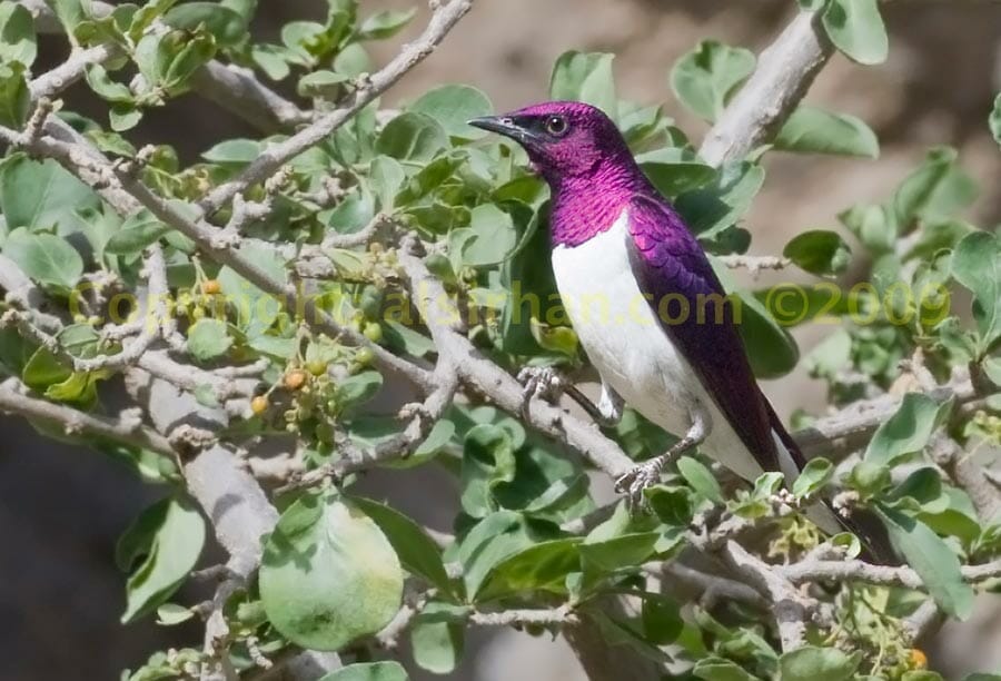 Violet-backed Starling perched on a branch
