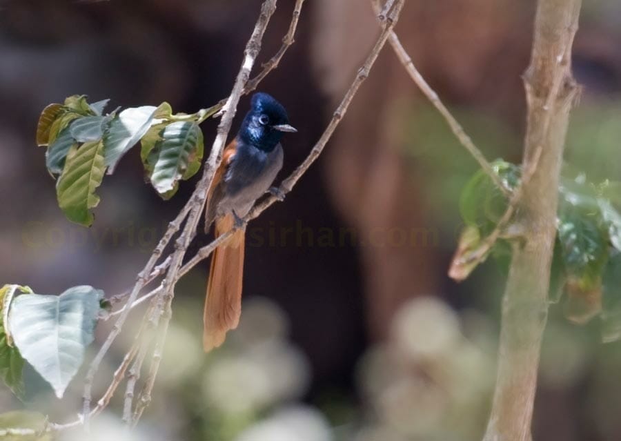 African Paradise Flycatcher perched on a branch