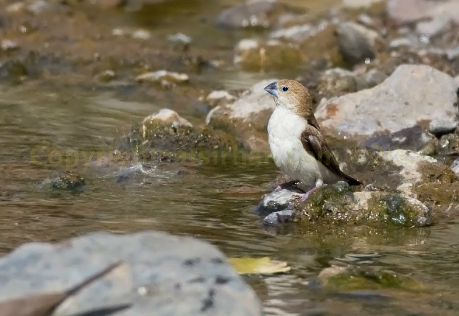 African Silverbill perched on a rock