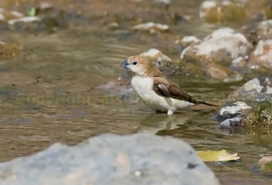 African Silverbill standing in water