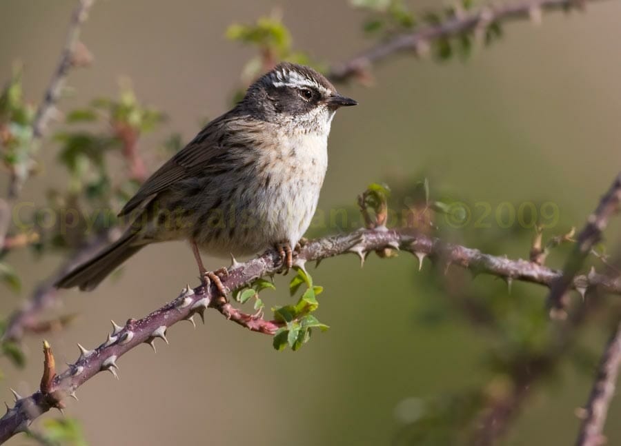 Arabian Accentor perched on a branch
