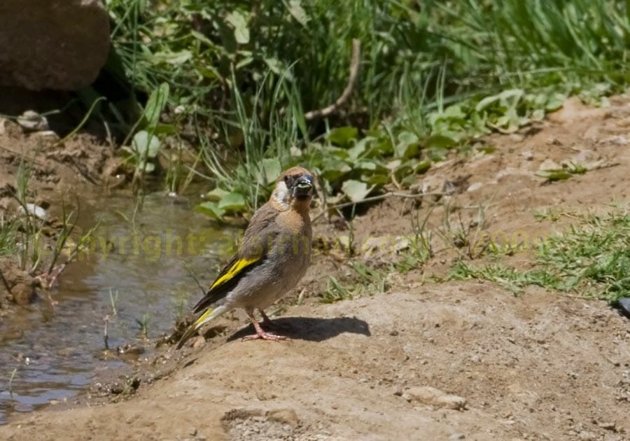 Arabian Golden-winged Grosbeak standing on the ground