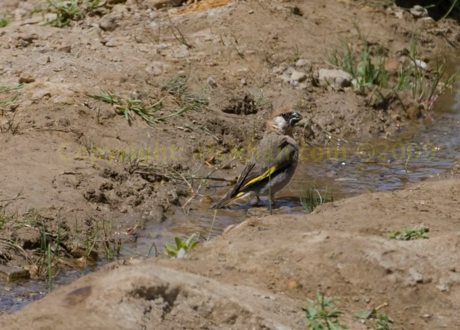 Arabian Golden-winged Grosbeak standing in water