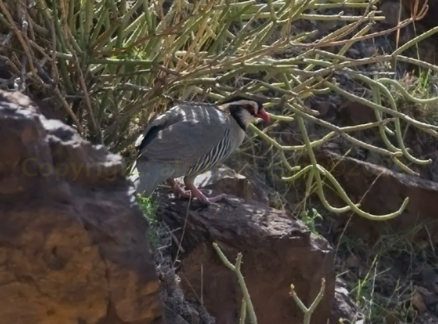 Arabian Partridge perched on the ground